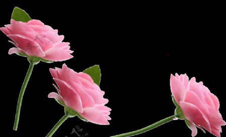 玫瑰花朵素材花束图片