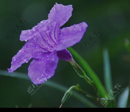 紫色的花儿图片