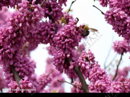 蜂與花图片