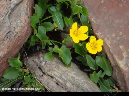 香格里拉的黄色野花图片
