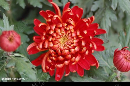 红色菊花图片