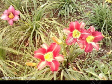 美丽的扁竹莲花卉摄影图片