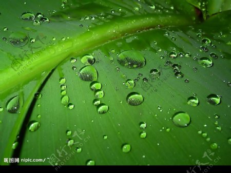 热带草本植物绿色叶脉晶莹水珠图片