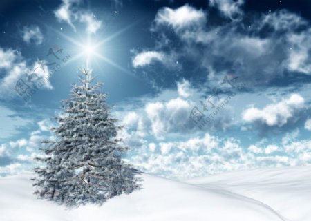 雪地圣诞树图片