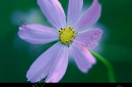 微紫花朵图片