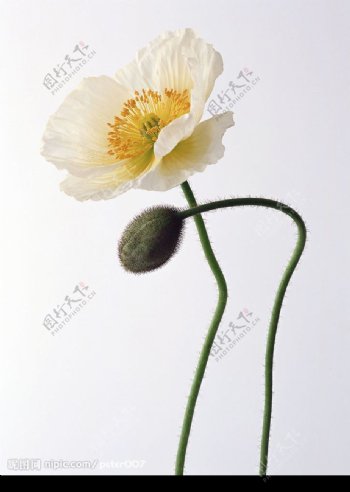 罂粟花图片