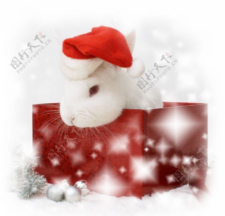 圣诞礼盒中带圣诞帽的小白兔图片
