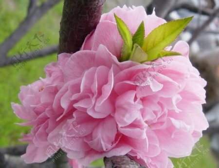 桃花三月的桃花图片