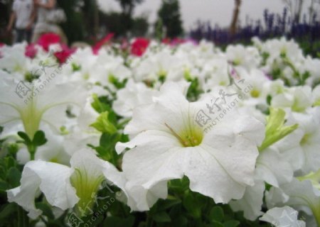 世园会白色花卉图片