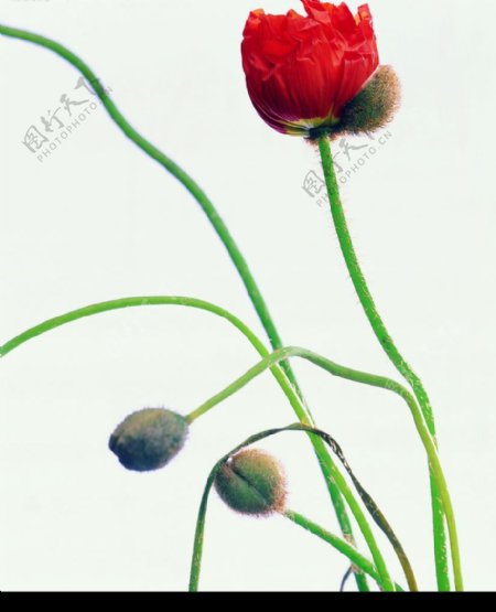 精品花卉系列鲜花朵朵图片