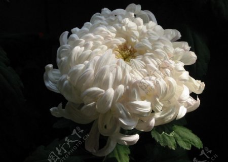 白色圆盘菊花图片