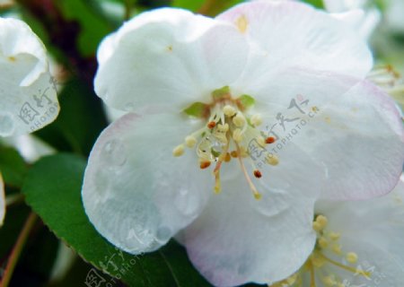 雨中桃花韵图片