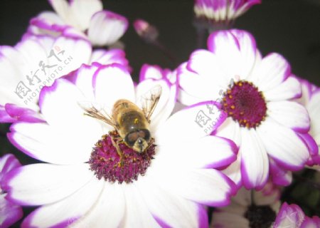 花和蜜蜂图片