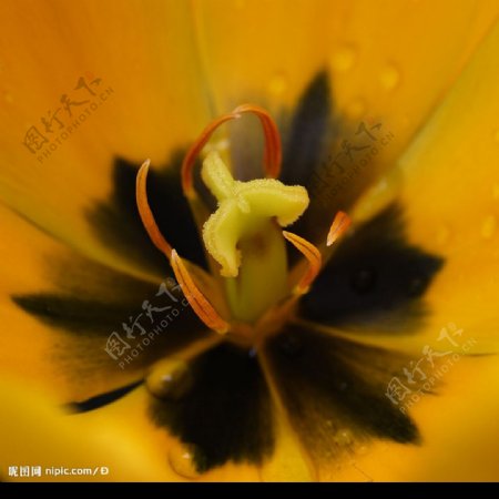 黄色郁金香的花蕊图片