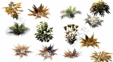 侏罗纪蕨类植物图片