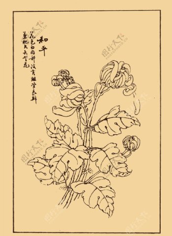 菊花图片