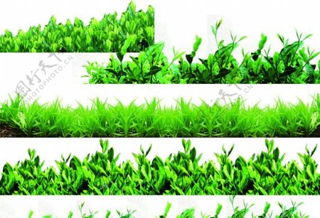 茶树叶子绿色图片