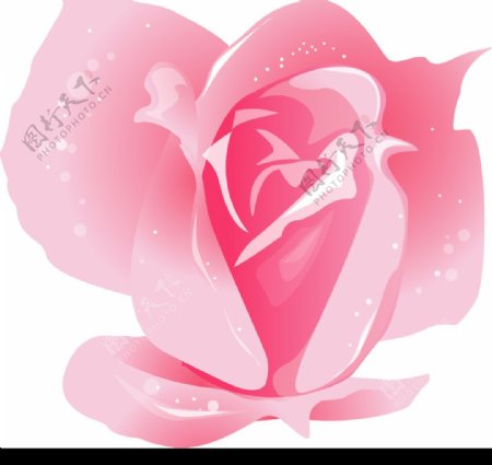 韩国情人节素材玫瑰花朵素材图片