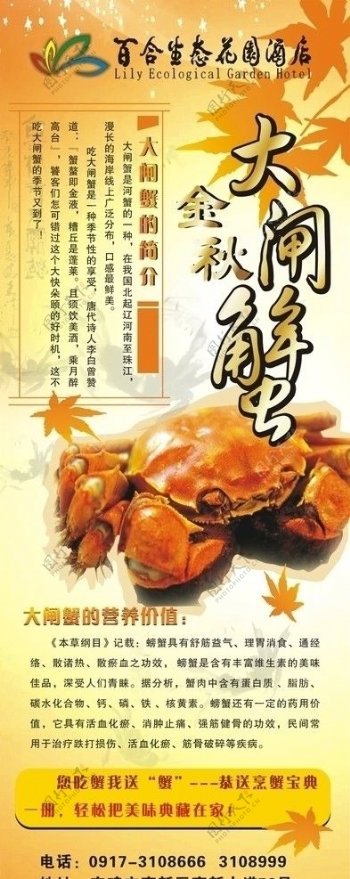 大闸蟹易拉宝图片