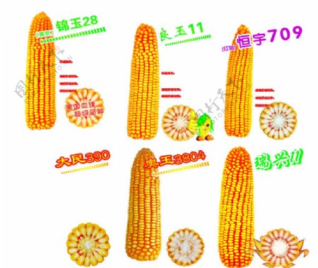 玉米素材图片