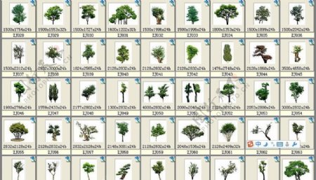 92种高像素的中景植物图片