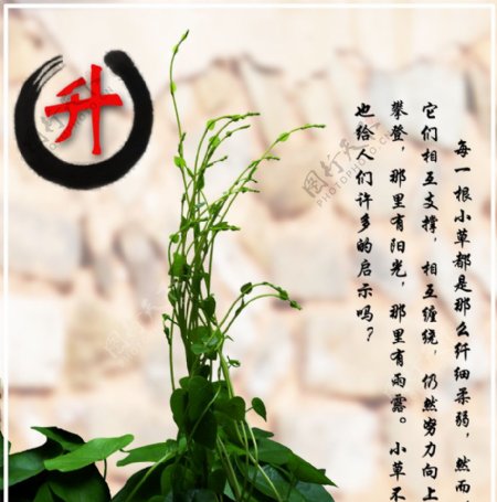 缠绕茎图片