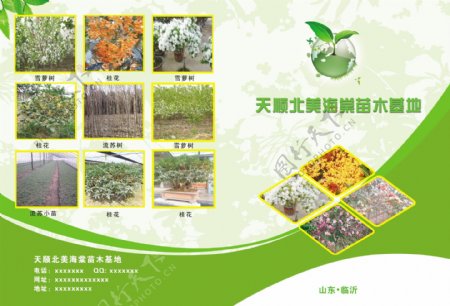 海棠苗木基地图片