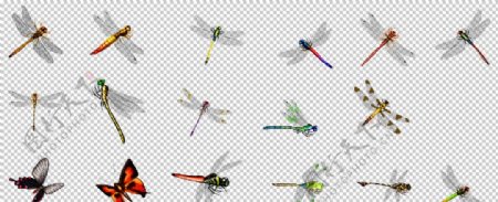 各种各样的蜻蜓与蝴蝶图片