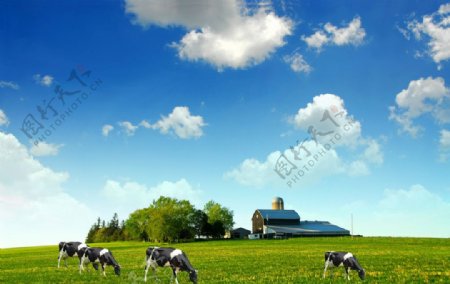 草原蓝天奶牛图片