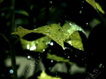 水滴在叶子上高清素材图片