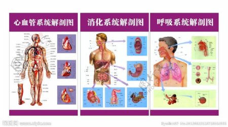 呼吸消化系统解剖图图片