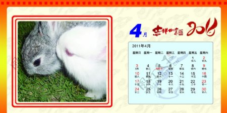 2011台历兔子日历吉祥如意图片