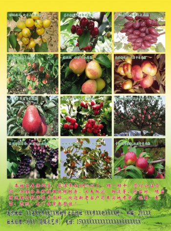 水果单页图片