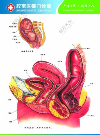 妇科解剖图1图片