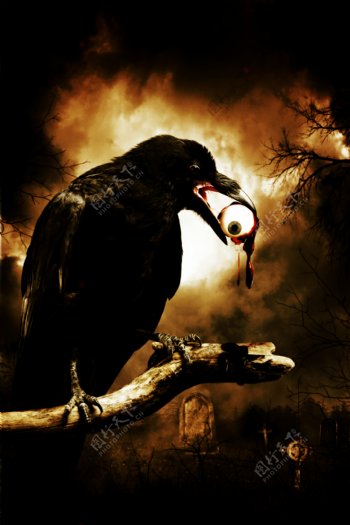 乌鸦叼眼球的血腥图片