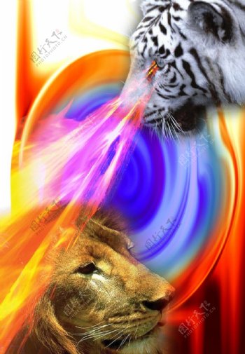 狮虎风云图片