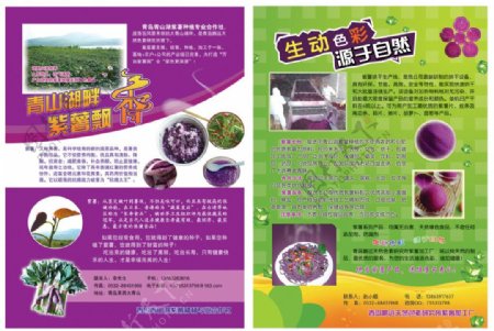紫薯宣传彩页图片