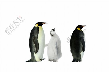 企鹅三只企鹅图片