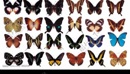 各种漂亮的蝴蝶标本图片