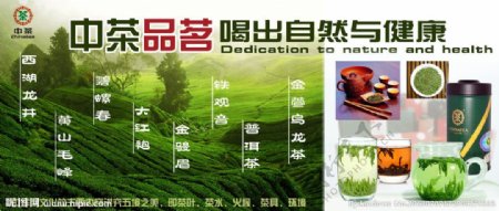 中茶品茗自然与健康图片