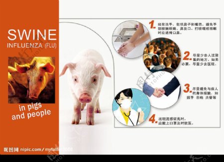 预防猪流感图片