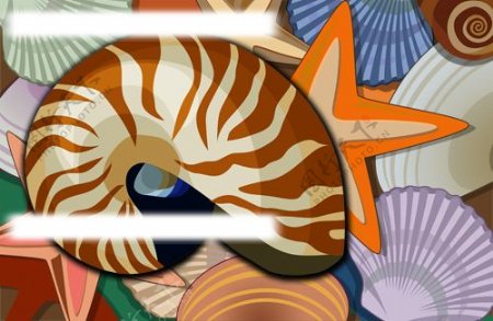 海螺贝壳海星图片