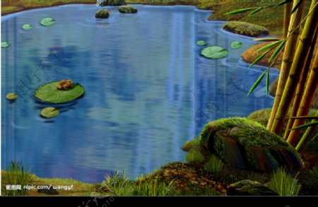 池塘荷叶青蛙图片
