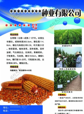 玉米种业图片