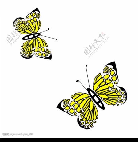 蝴蝶2图片
