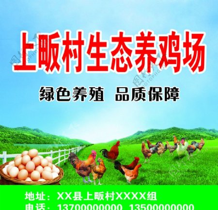 生态养鸡场海报图片