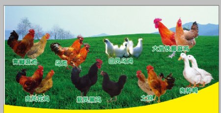 养殖场各种鸡图片