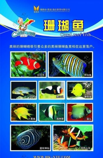 珊瑚鱼类广告宣传画图片