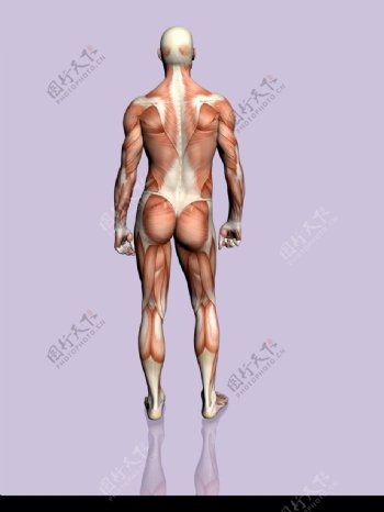 肌肉人体模型0013