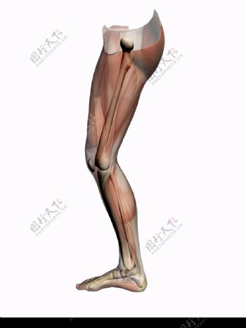 肌肉人体模型0044